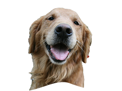 dog-img