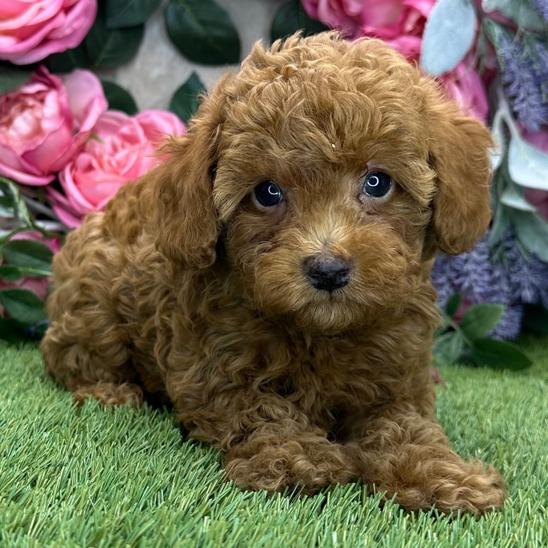 Teddy