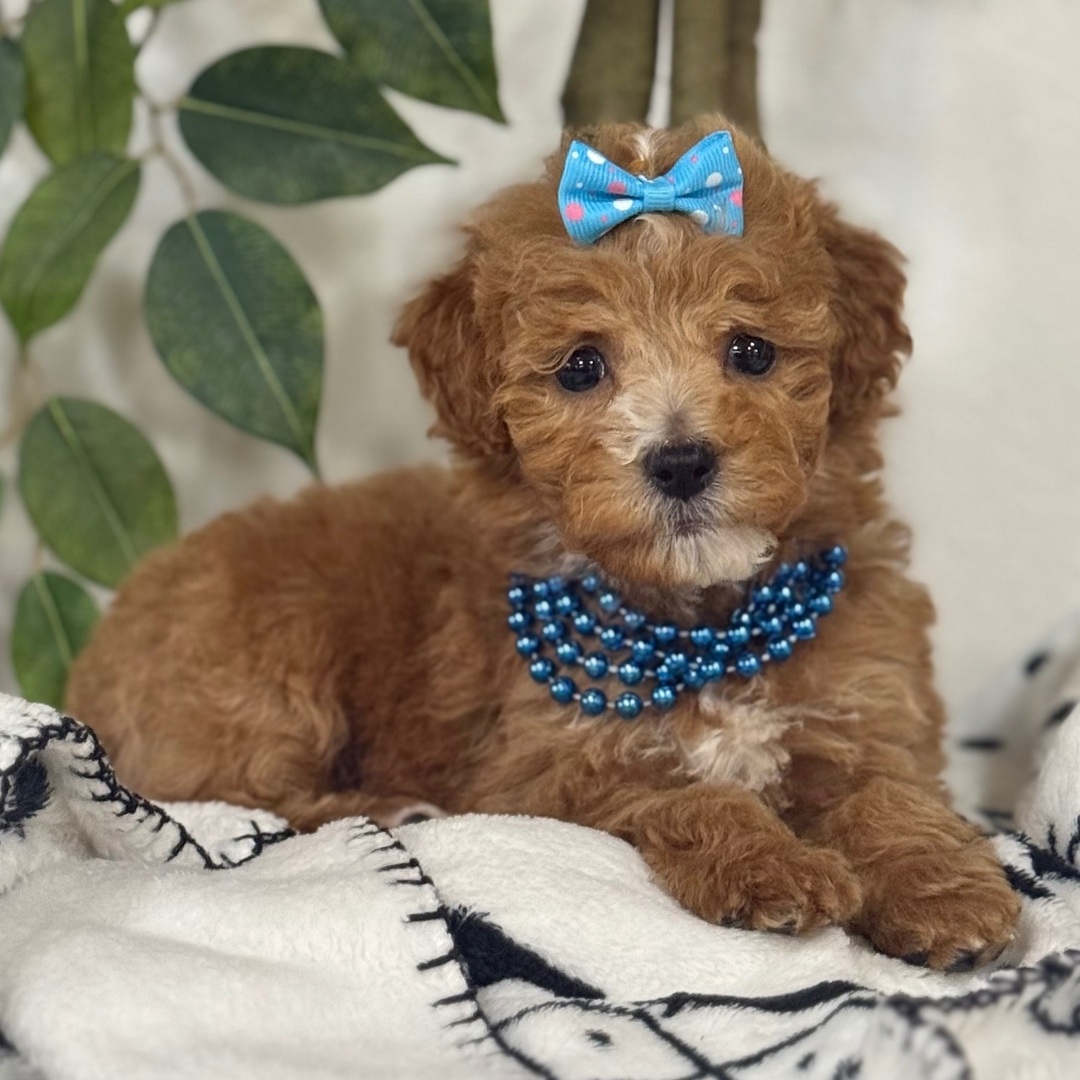 Coco