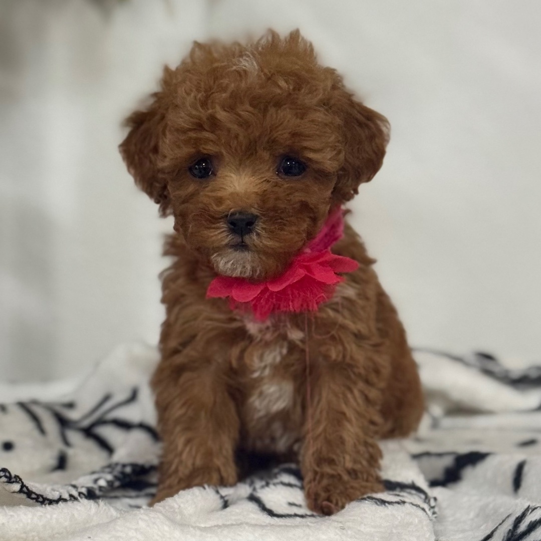 Milo