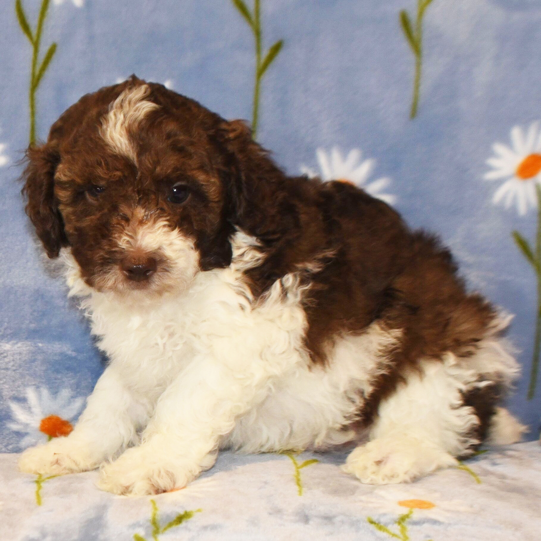 Daisy
