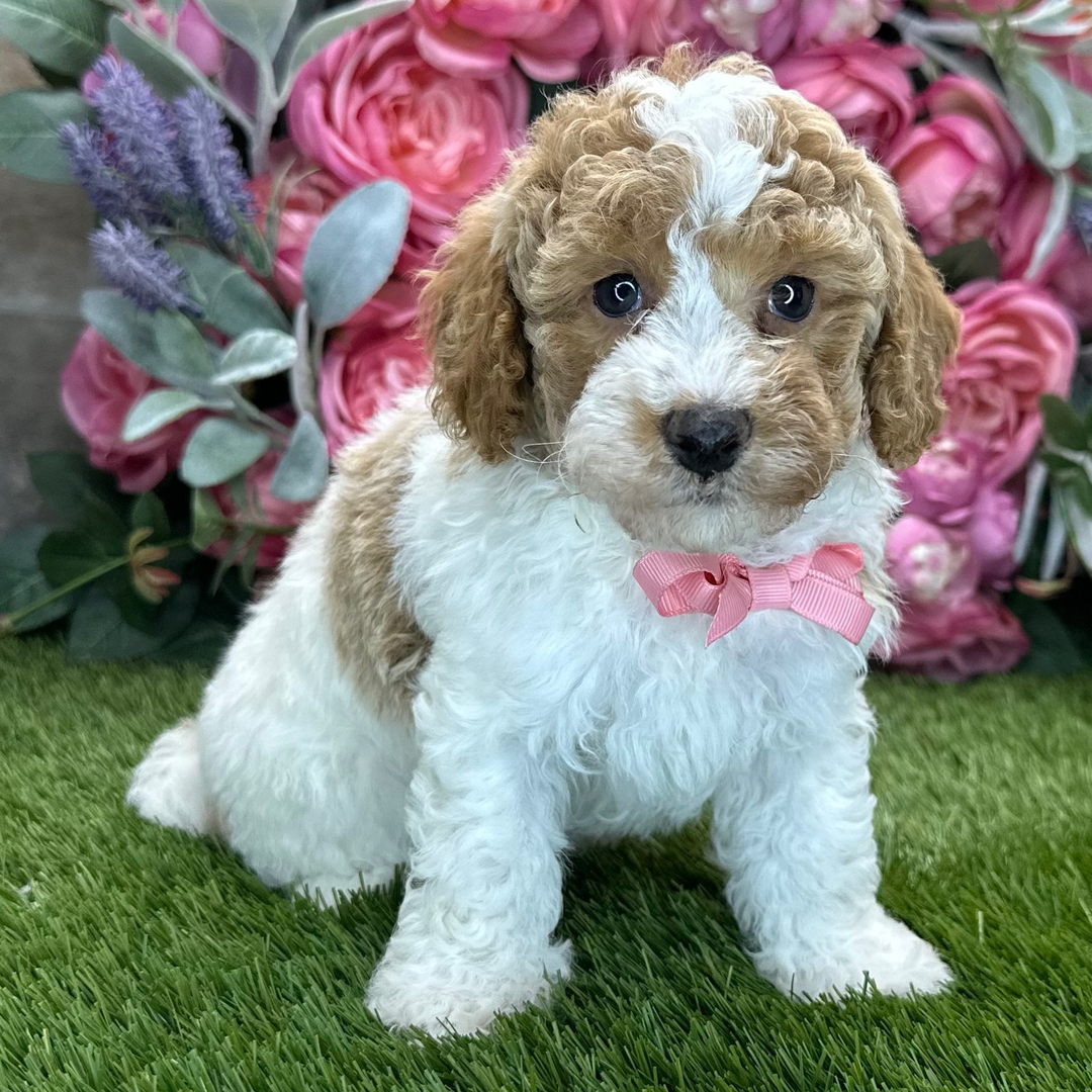 Oliver