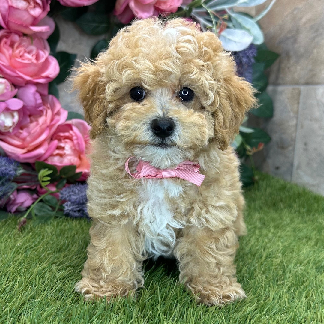 Charlie